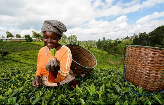 Sustainable Agriculture Development